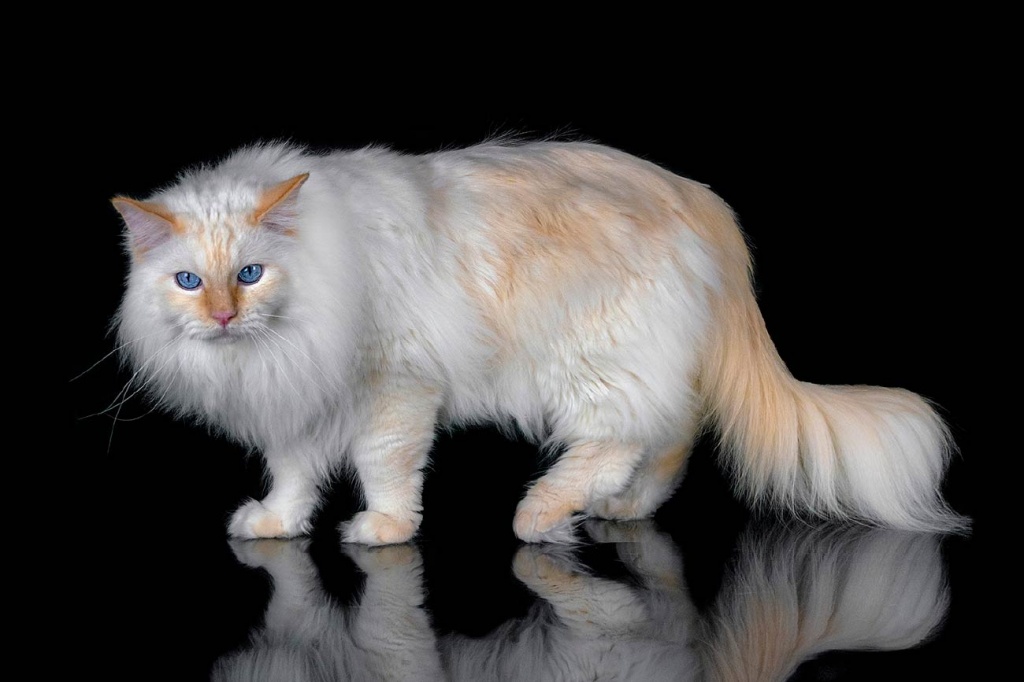 cat_img08.jpg cat_img08.jpg