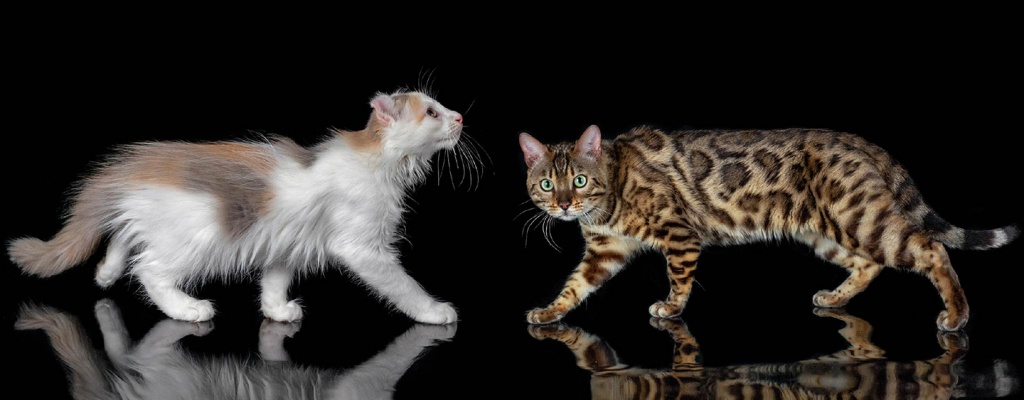 cat_img01.jpg cat_img01.jpg