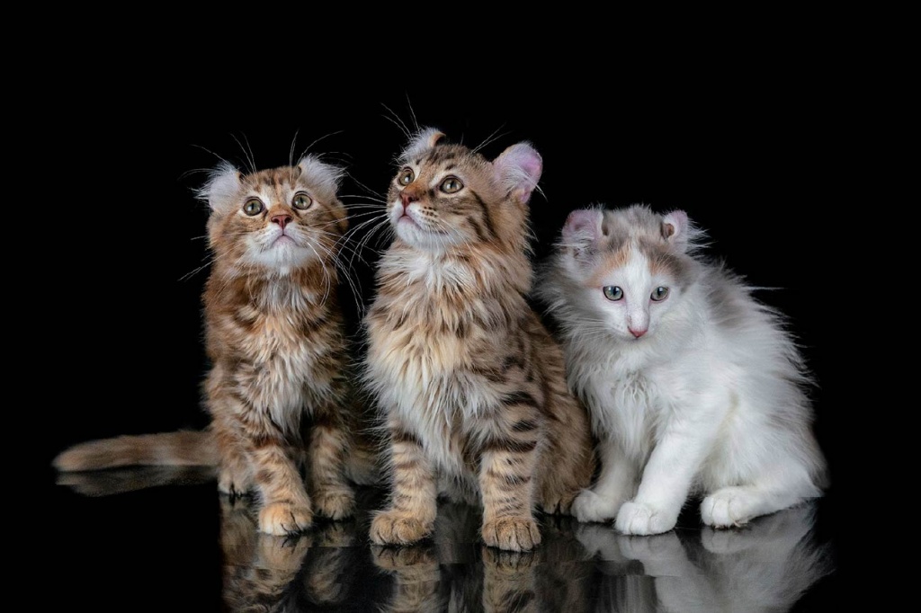 cat_img09.jpg cat_img09.jpg