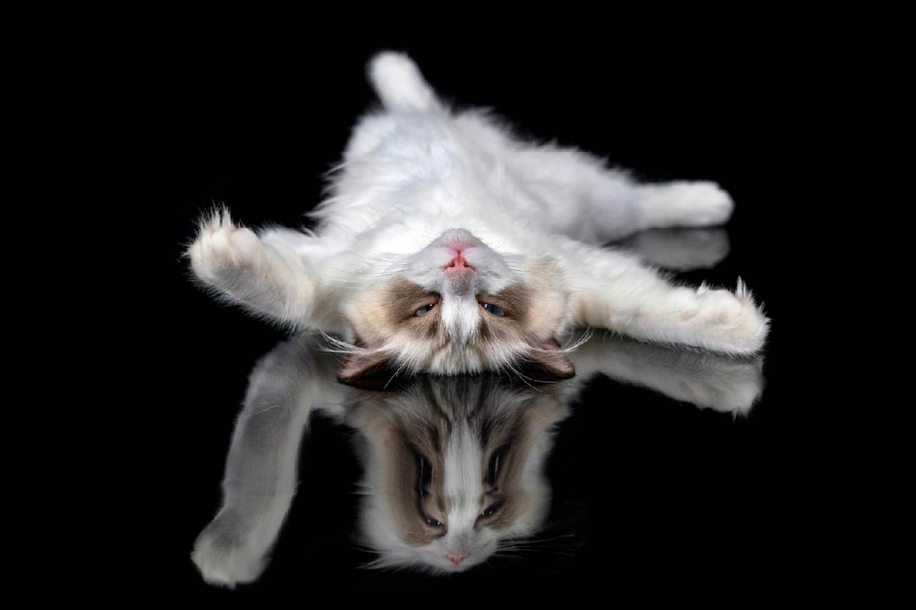 cat_img03.jpg cat_img03.jpg