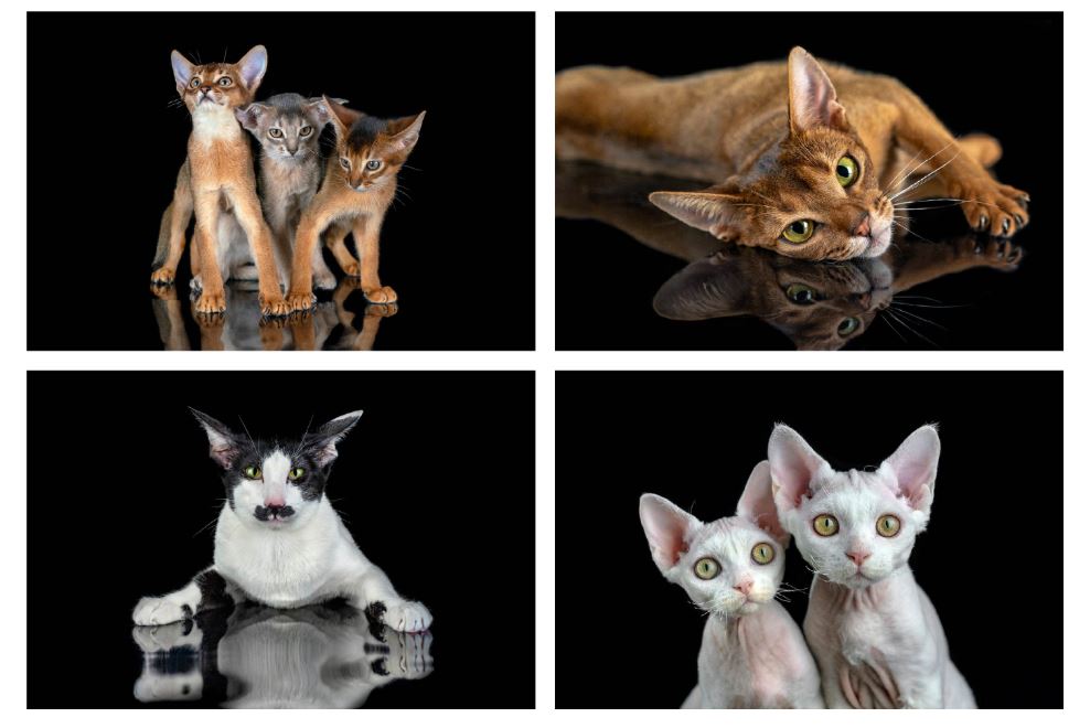 cat_im_04.JPG